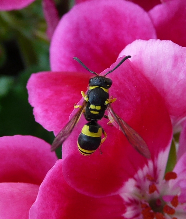 Ancistrocerus Auctus?